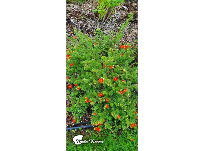 Potentilla fruticosa    MARIAN RED ROBIN = 'Marrob'